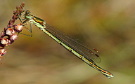 Common Spreadwing (Female, Lestes sponsa)